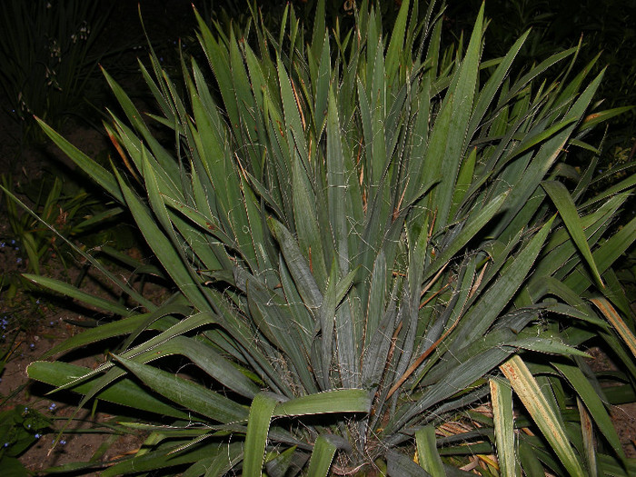 DSCF0048 - Yucca de gradina