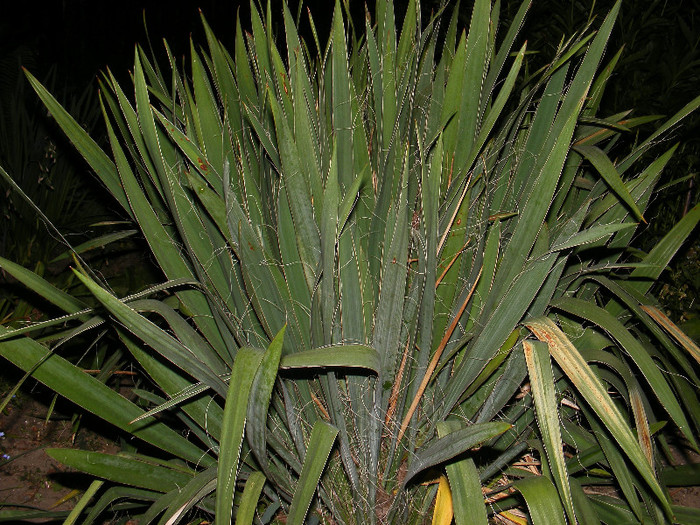 DSCF0049 - Yucca de gradina