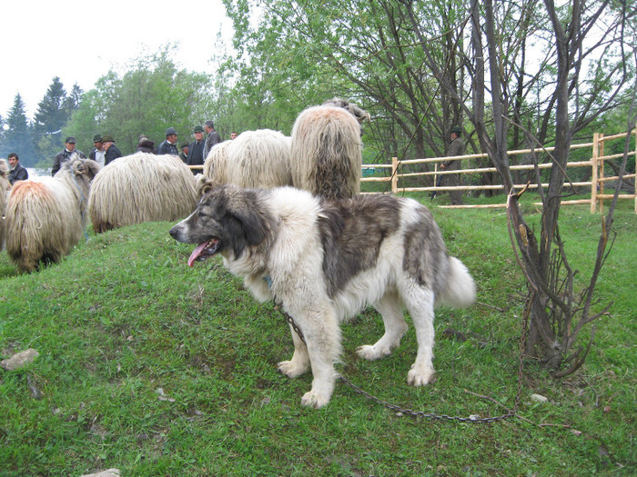 mascul bucsoaia