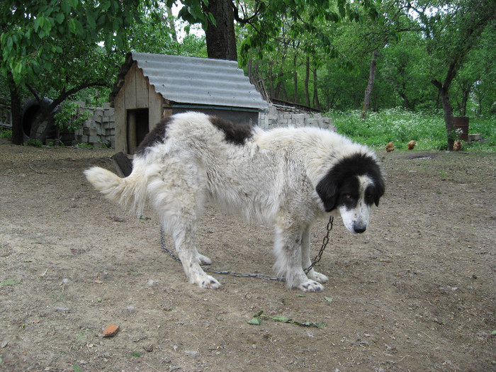 femela