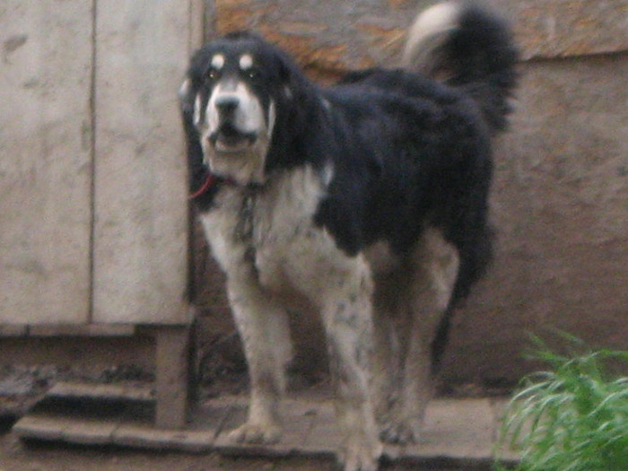 rares  de radaseni