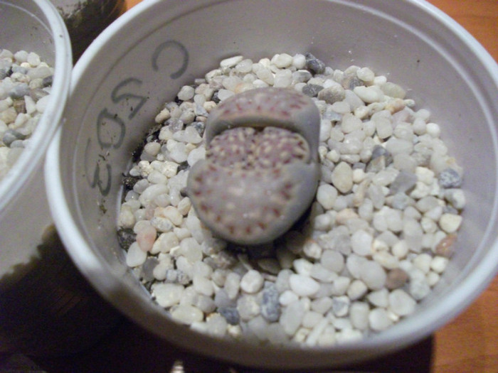 Picture 008 - Lithops
