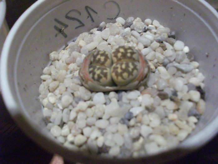Picture 007 - Lithops