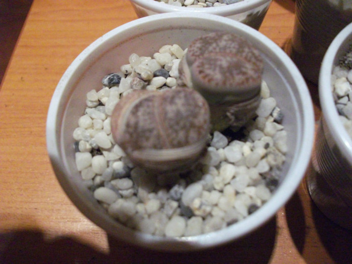 Picture 012 - Lithops