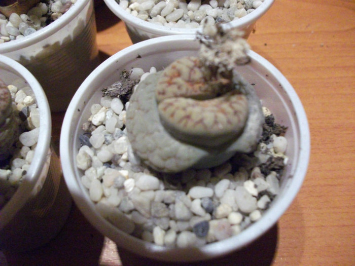 Picture 013 - Lithops