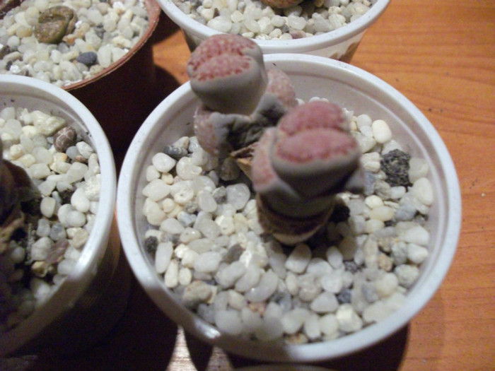 Picture 014 - Lithops