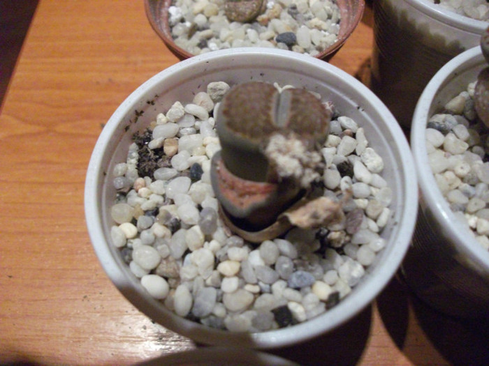 Picture 015 - Lithops