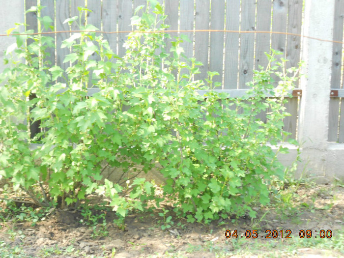 coacaz rosu si negru - Gradina mea de legume