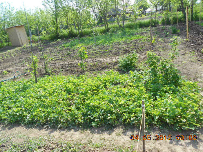 capsuni - Gradina mea de legume
