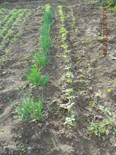 DSCN2898 - Gradina mea de legume