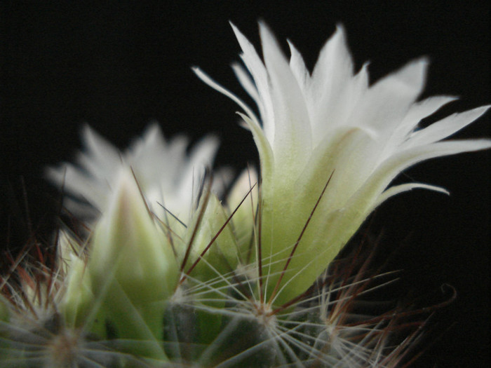 DSC00106 - Cactusi 2011