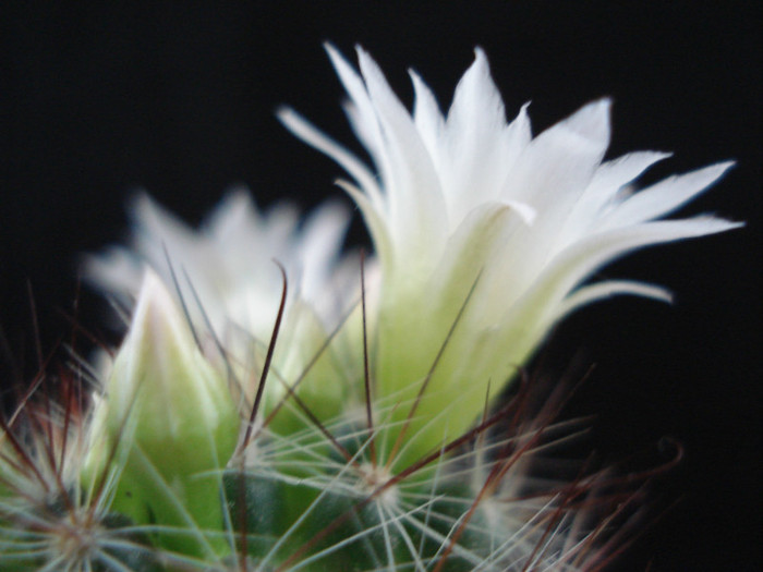 DSC00104 - Cactusi 2011