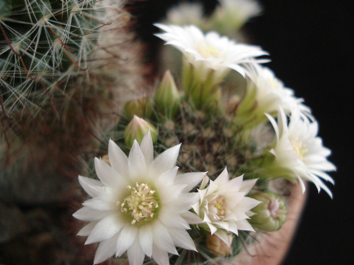 DSC00102 - Cactusi 2011