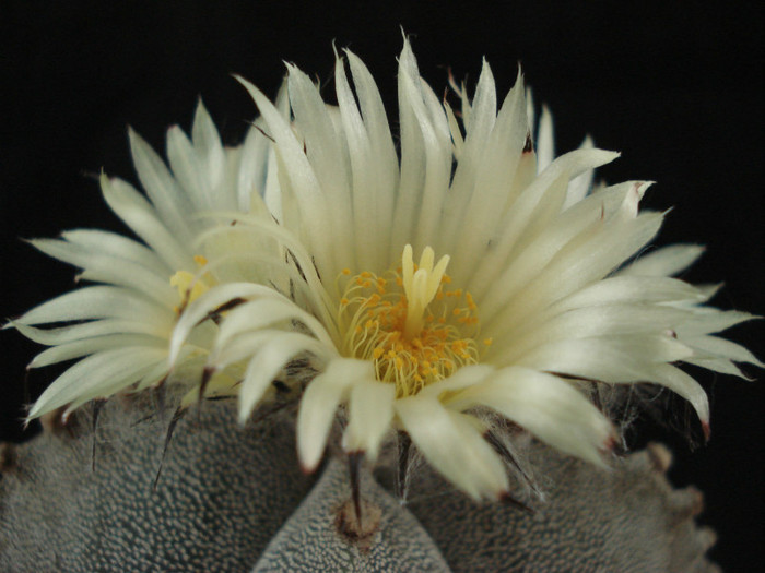 DSC00073 - Cactusi 2011