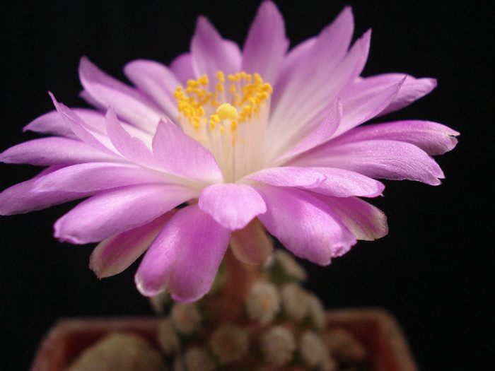 DSC09245 - Cactusi 2011