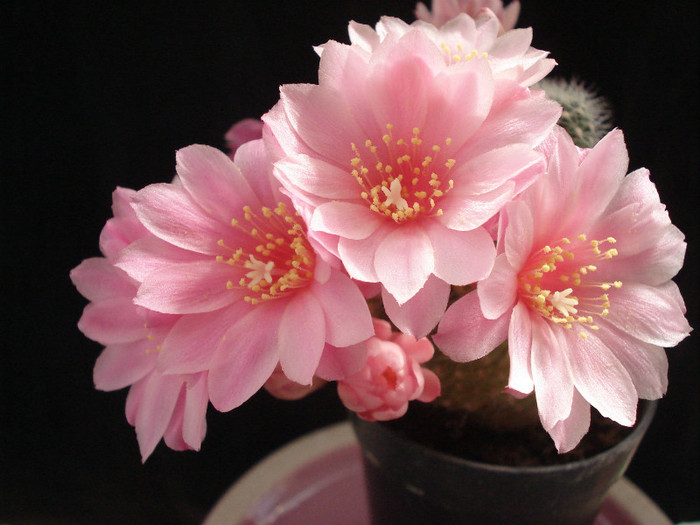 DSC09259 - Cactusi 2011