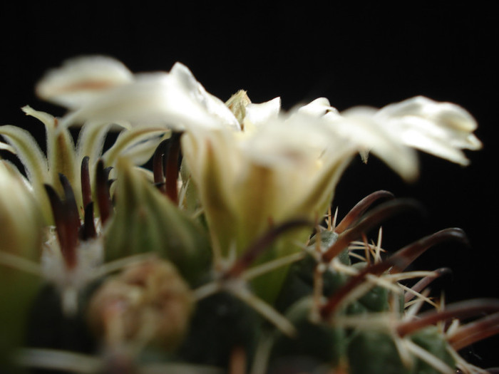 DSC09269 - Cactusi 2011