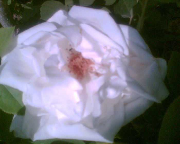 Picture 099 - Trandafirii mei 2012