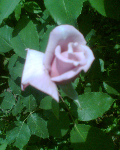 Picture 104 - Trandafirii mei 2012