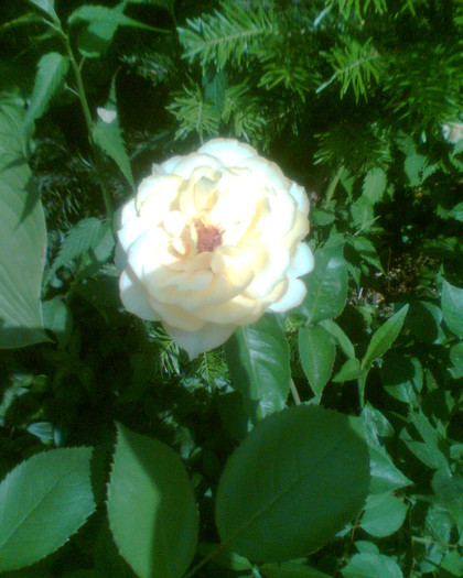 Picture 100 - Trandafirii mei 2012