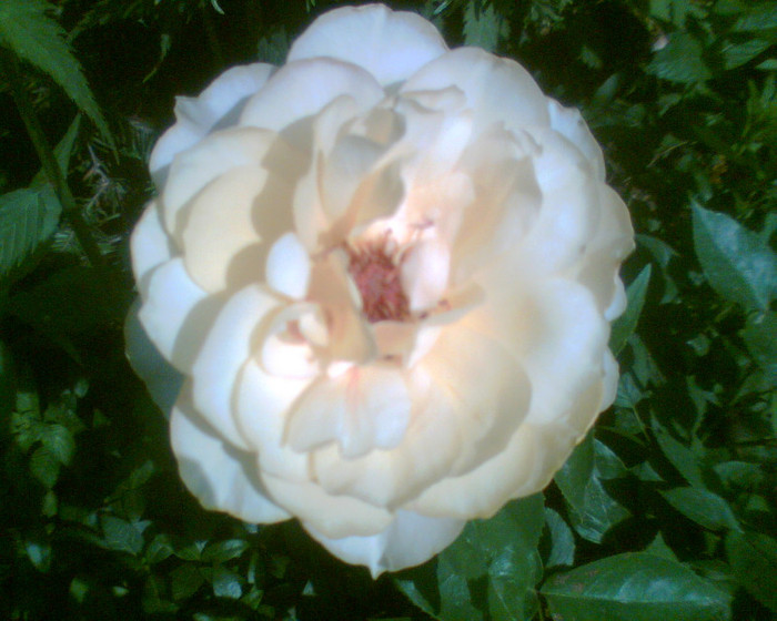 Picture 101 - Trandafirii mei 2012