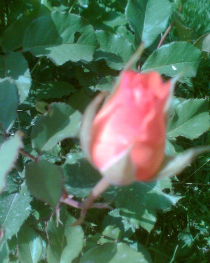 Picture 111 - Trandafirii mei 2012