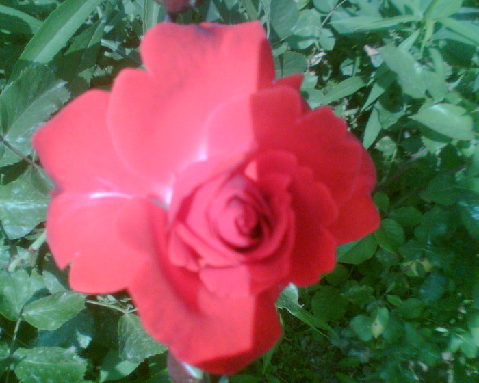 Picture 106 - Trandafirii mei 2012