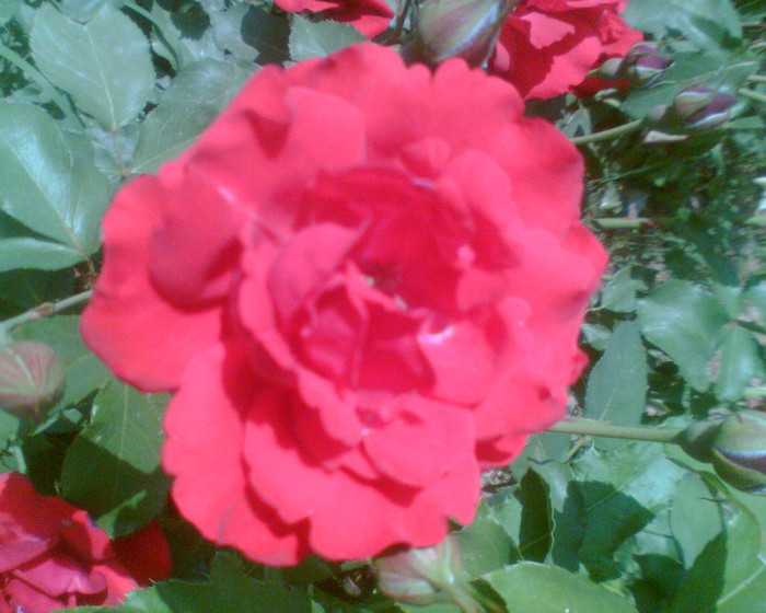 Picture 108 - Trandafirii mei 2012