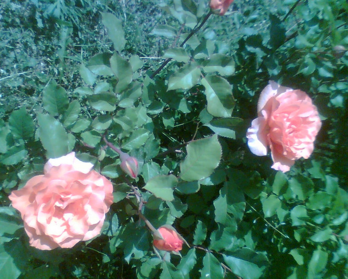 Picture 109 - Trandafirii mei 2012