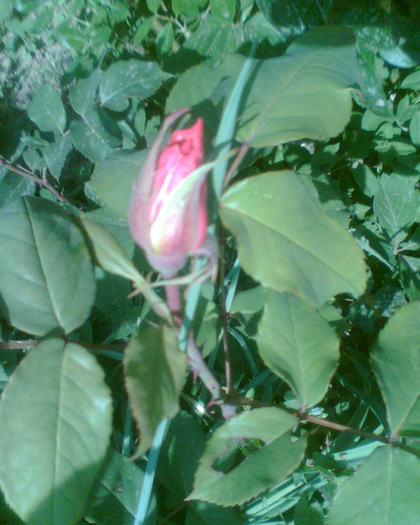 Picture 127 - Trandafirii mei 2012