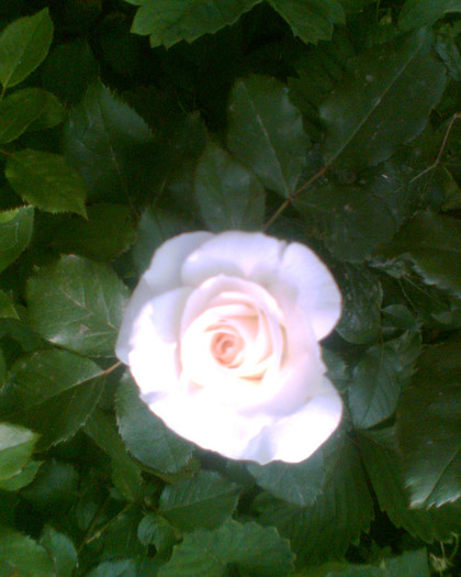 Picture 129 - Trandafirii mei 2012