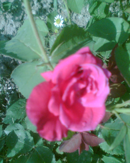Picture 134 - Trandafirii mei 2012