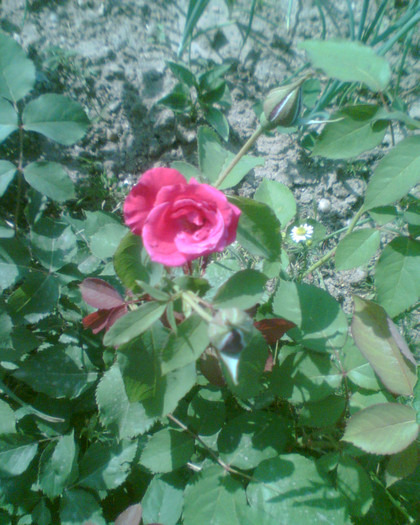 Picture 133 - Trandafirii mei 2012