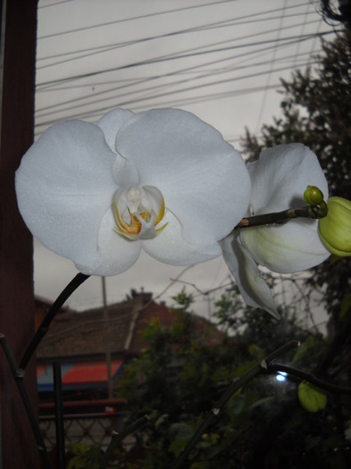12.05.2012 a inflorit 2 boboci! - 2012- Orhideea