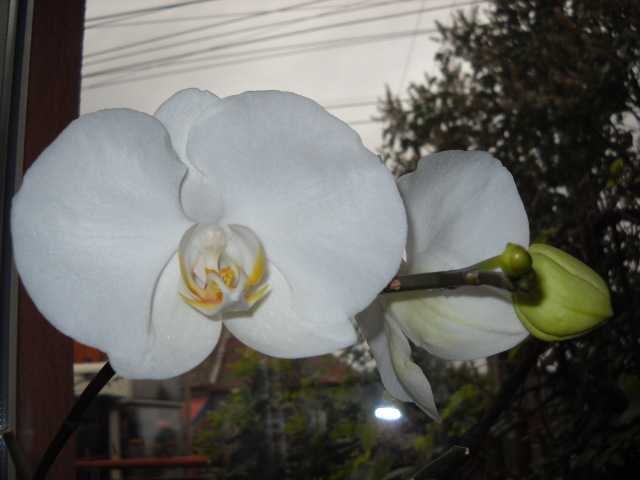  - 2012- Orhideea