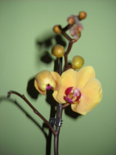 12.mai.2012 - 2012- Orhideea