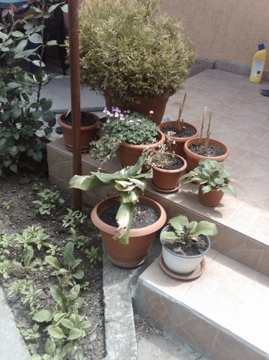 IMG00786-20120514-1213