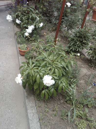 bujori
