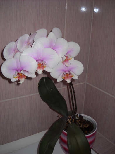 001 - 2012- Orhideea