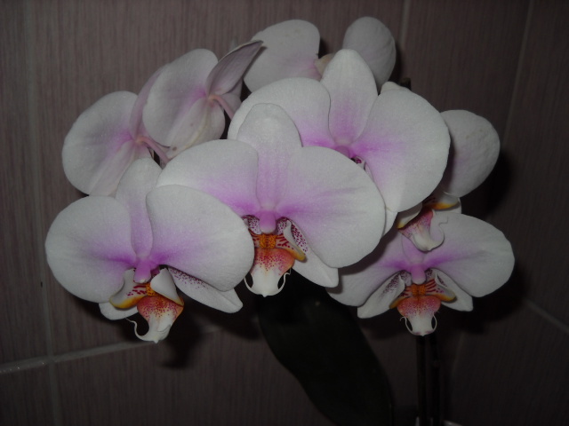 14.05.2012 - 2012- Orhideea