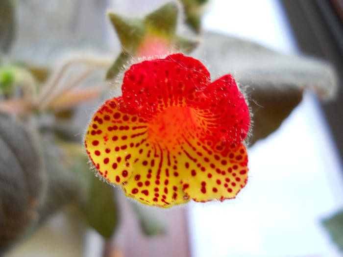 bogotensis g.f.,diam. floare=31mm