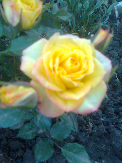 minirosa galben cu tiv portocaliu