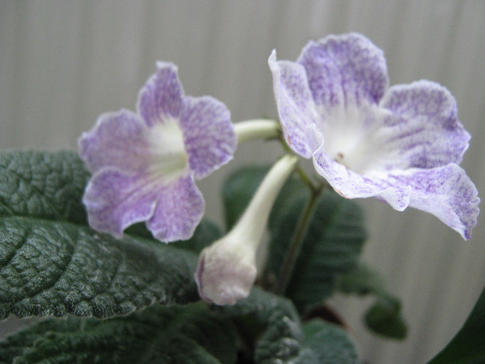  - streptocarpus Demeter