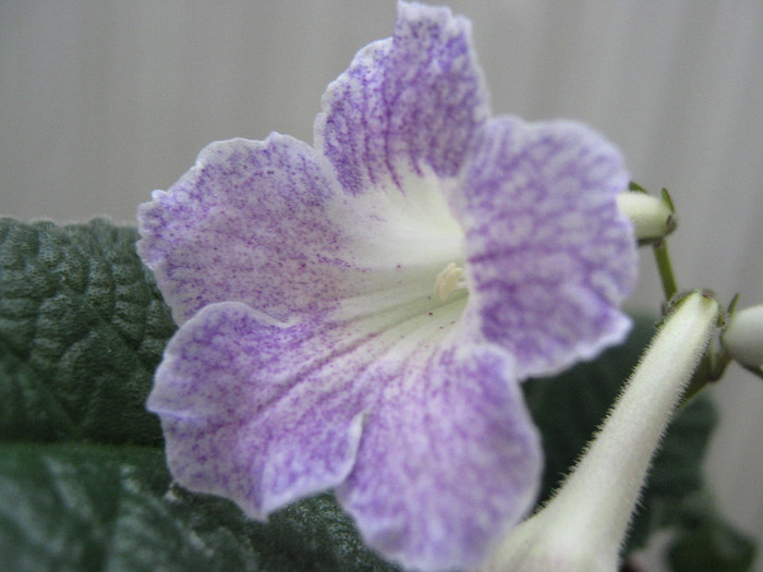  - streptocarpus Demeter