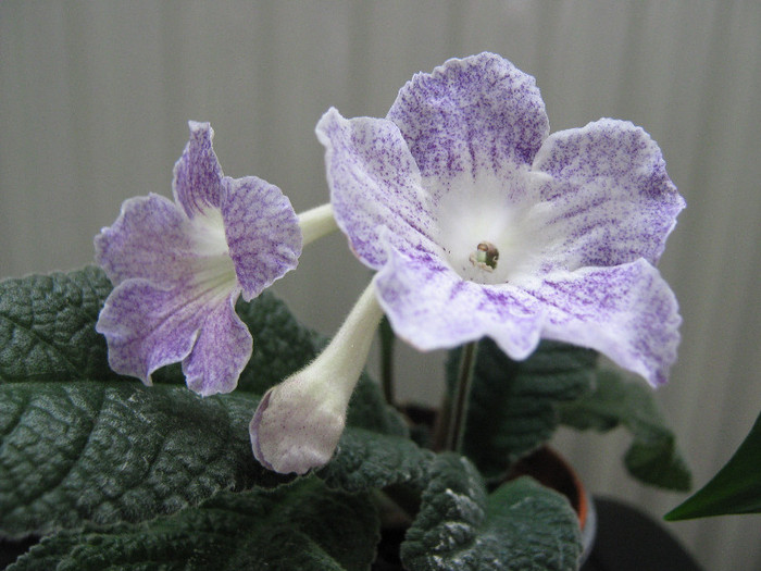  - streptocarpus Demeter