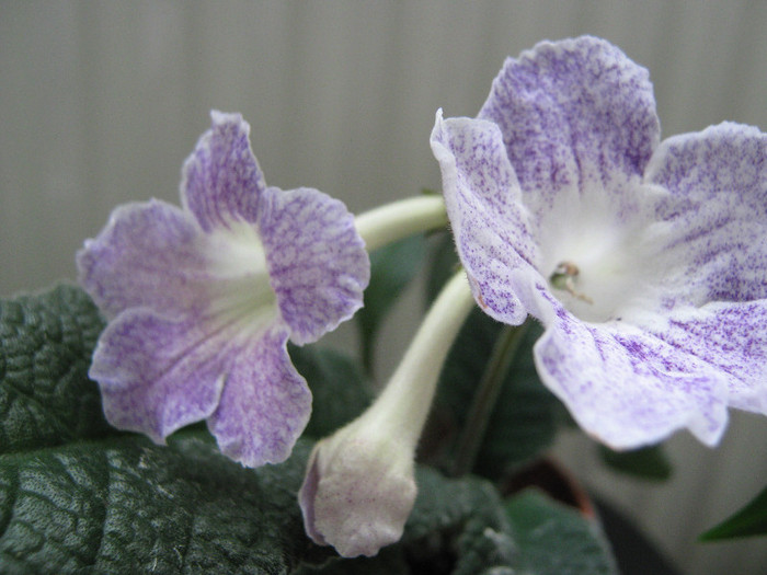  - streptocarpus Demeter