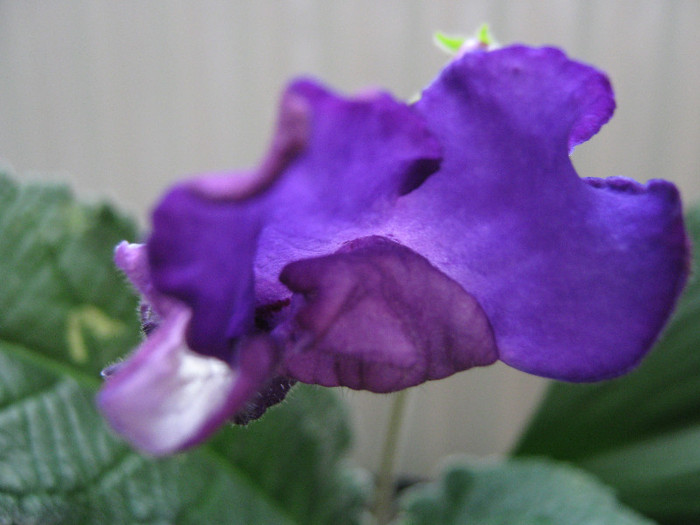  - streptocarpus Chevrolet