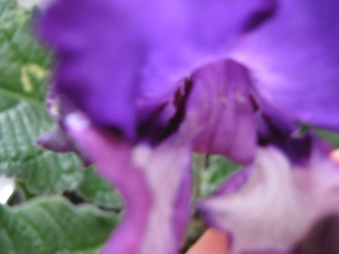  - streptocarpus Chevrolet