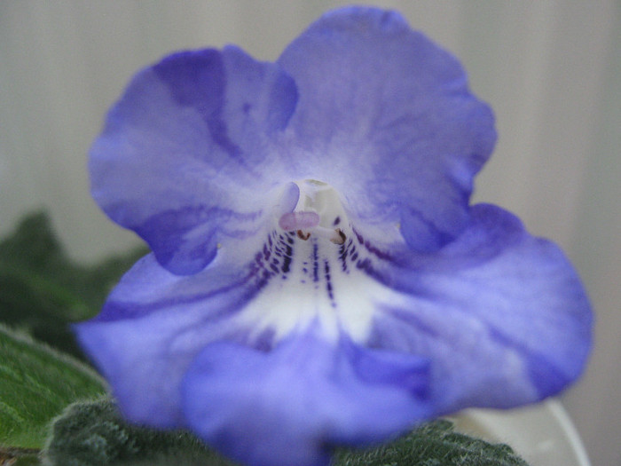  - streptocarpus Bristol s Fourth Dimension