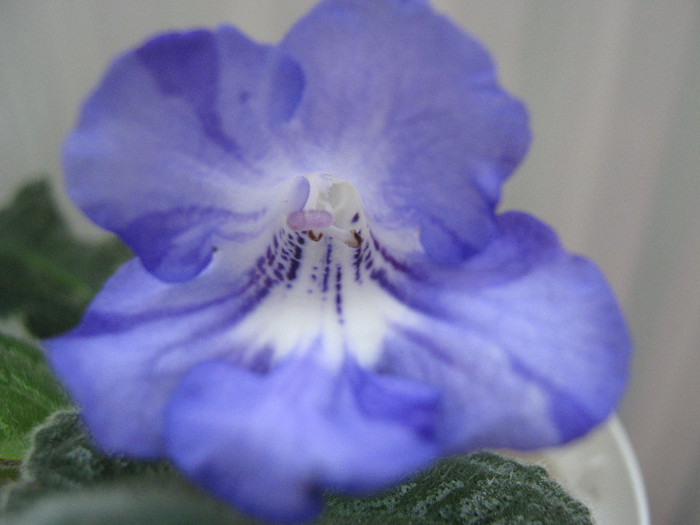  - streptocarpus Bristol s Fourth Dimension